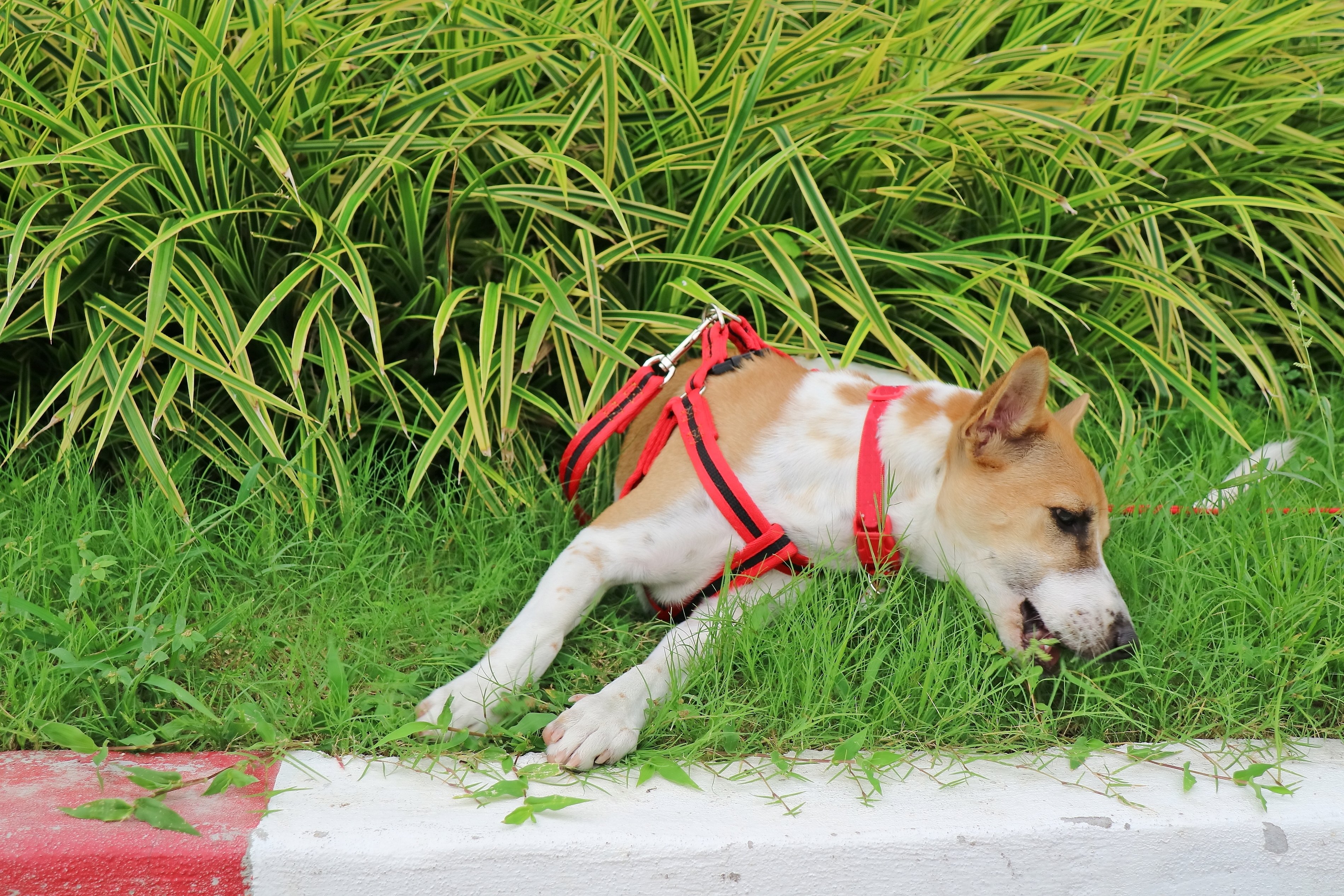 If dogs eat shops grass what does that mean